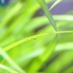 CO2の添加量の目安