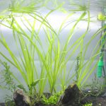 植栽から1日目
