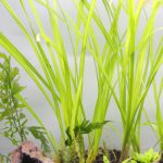 植栽から3日目