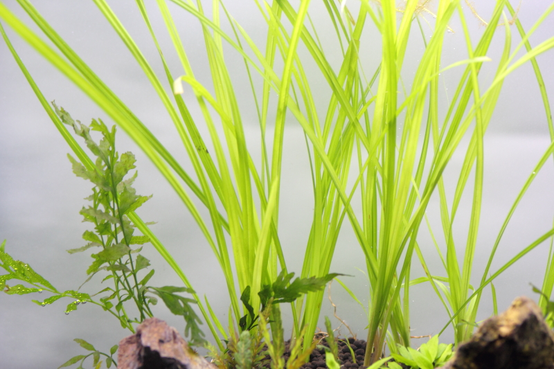 植栽から3日目