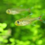 飼育220日目