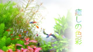 癒し動画 scene4