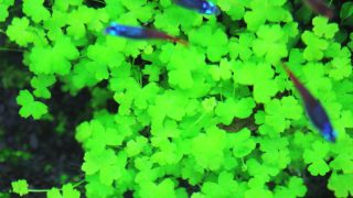 オーストラリアン ノチドメ