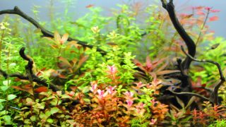 秋の色彩をイメージしたダッチアクアリウム水槽