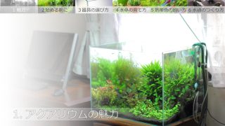 アクアリウムの魅力