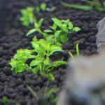 植栽から2日目 ストロギネ レペンス