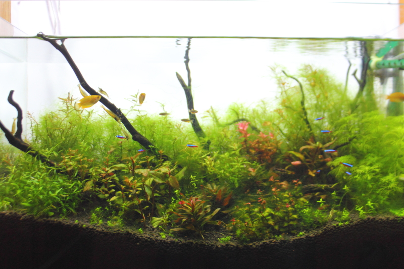 11 立ち上げから日目 アオミドロの発生が収まらない 水草動画ブログ