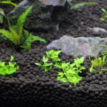 植栽から4日目 ストロギネ レペンス