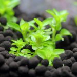 植栽から4日目 ストロギネ レペンス