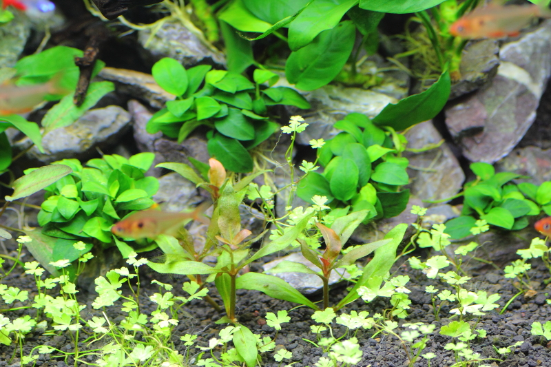 植栽直後 アヌビアスナナ プチ