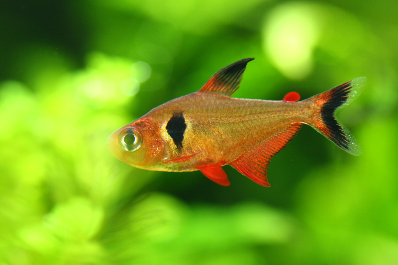水草水槽に泳ぐハイフェソブリコンsp. パンタナル
