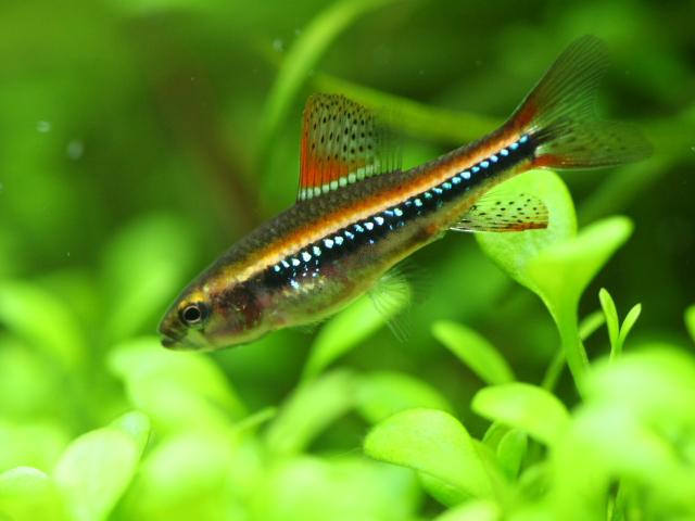 ワイツマニー テトラ ダイヤモンドを散りばめられたような体色が美しい熱帯魚 水草動画ブログ