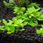 植栽から21日目 ストロギネ レペンス