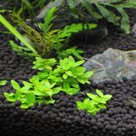 植栽から21日目 ストロギネ レペンス