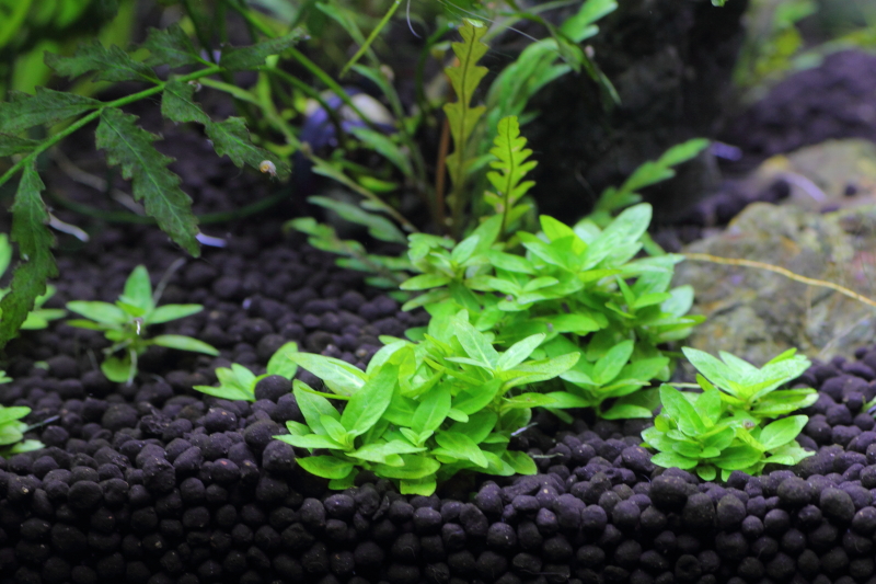 植栽から42日目 ストロギネ レペンス