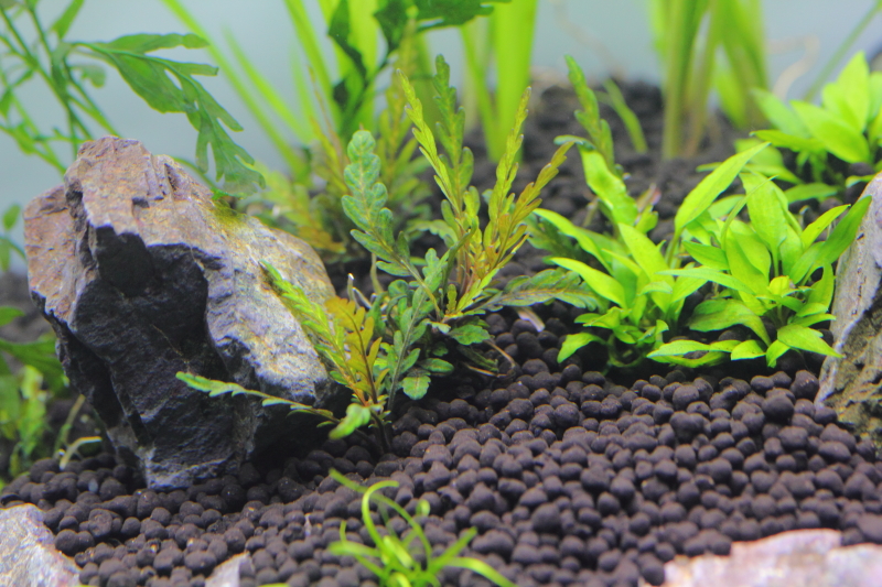 植栽から13日目 ハイグロフィラ ピンナティフィダ