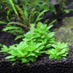 植栽から63日目 ストロギネ レペンス