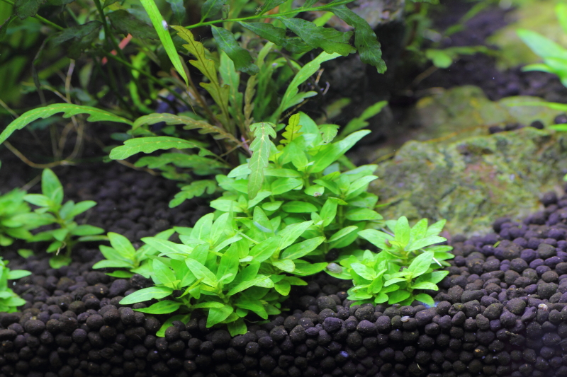 植栽から63日目 ストロギネ レペンス