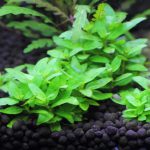 植栽から63日目 ストロギネ レペンス