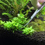 トリミング ストロギネ レペンス