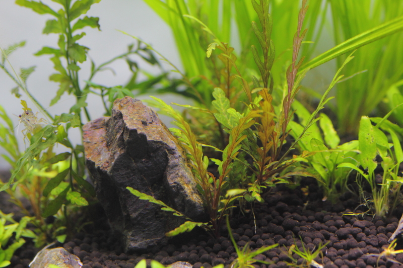 植栽から30日目 ハイグロフィラ ピンナティフィダ