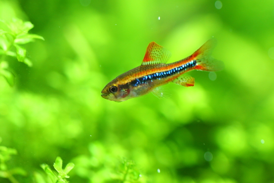 ワイツマニー テトラ ダイヤモンドを散りばめられたような体色が美しい熱帯魚 水草動画ブログ