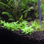 差し戻し ストロギネ レペンス