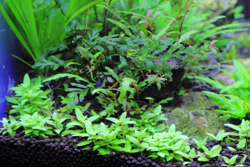 背の高くならない有茎草のトストロギネ レペンス