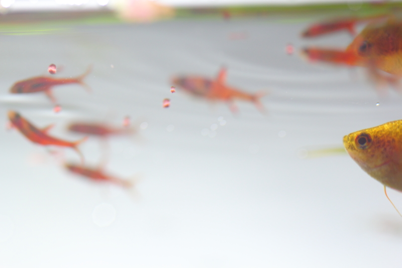 キョーリン ひかりクレスト カラシンを食べる小型熱帯魚たち