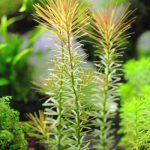 植栽から6日目 ロタラ ワリッキー