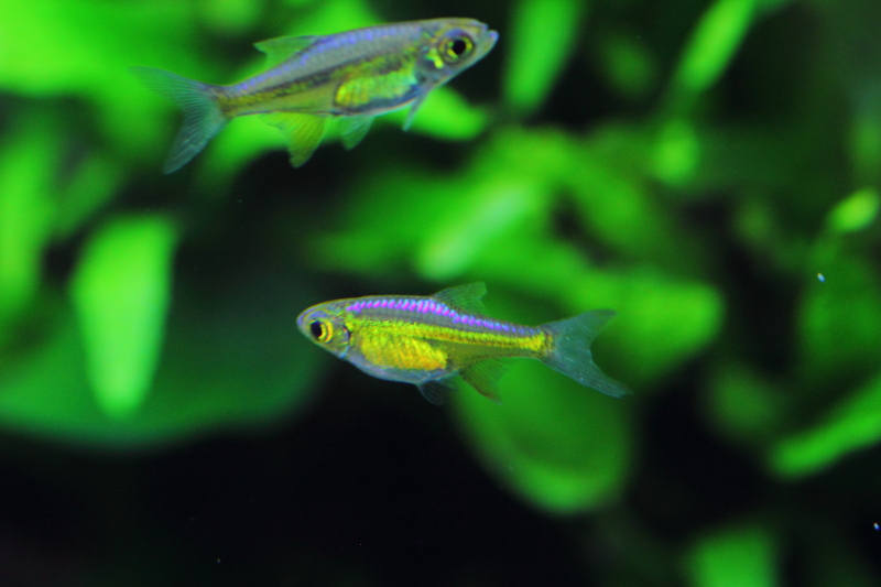 緑色の熱帯魚（ミクロラスボラブルーネオン）