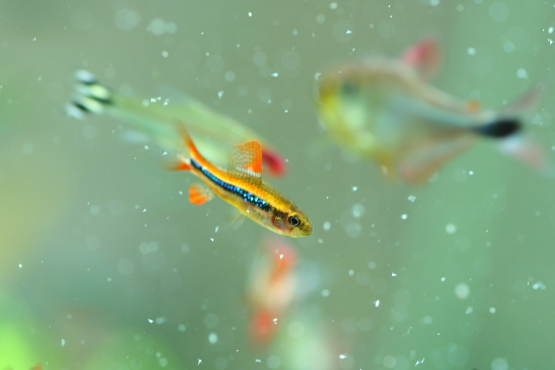 ワイツマニー テトラ ダイヤモンドを散りばめられたような体色が美しい熱帯魚 水草動画ブログ