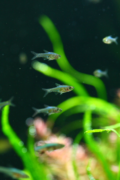 落ち着いた水草水槽に泳ぐラスボラ・アクセルロディ ブルー