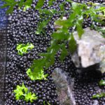 植栽直後 ストロギネ レペンス
