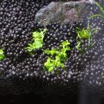 植栽直後 ストロギネ レペンス
