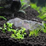 植栽から2日目 ストロギネ レペンス