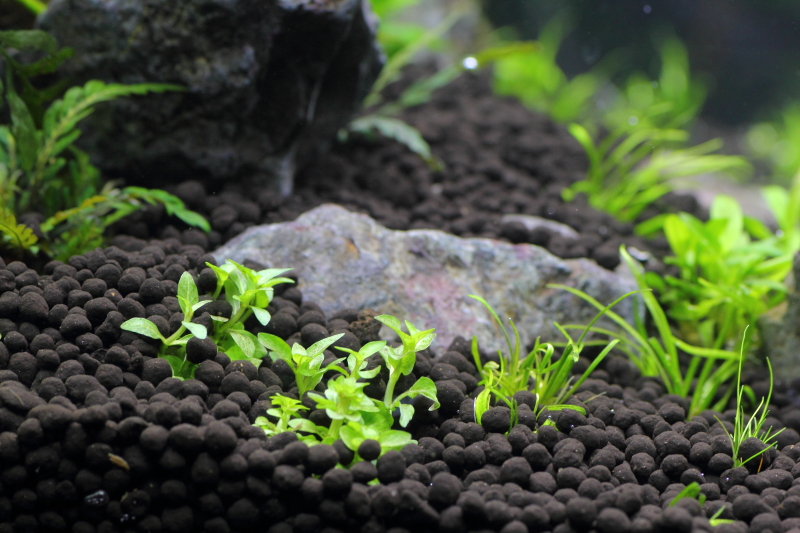 植栽から2日目 ストロギネ レペンス