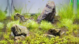 45㎝キューブ水槽