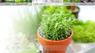 水草の育て方
