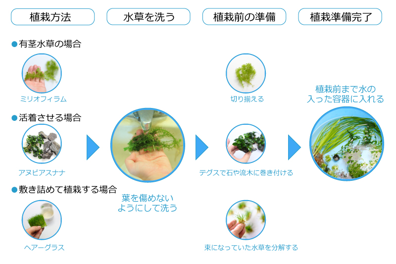 水草の導入方法