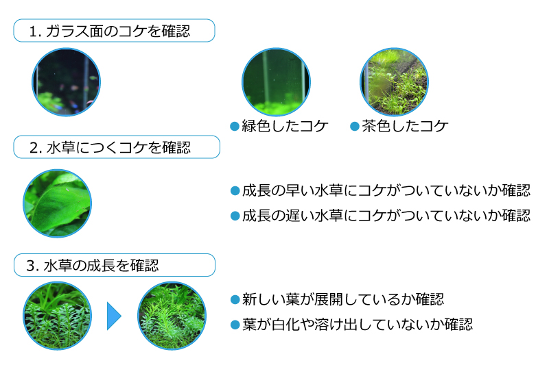水草水槽の観察ポイント