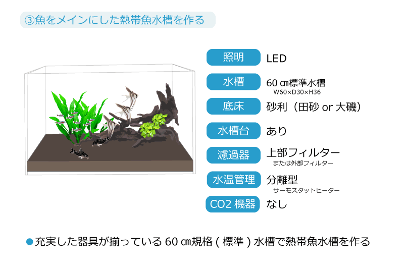 ③綺麗な熱帯魚をメインにした熱帯魚水槽を作る