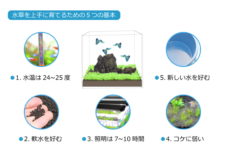 水草を上手に育てるための５つの基本