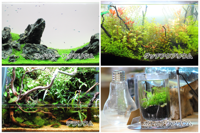 淡水のアクアリウムの種類