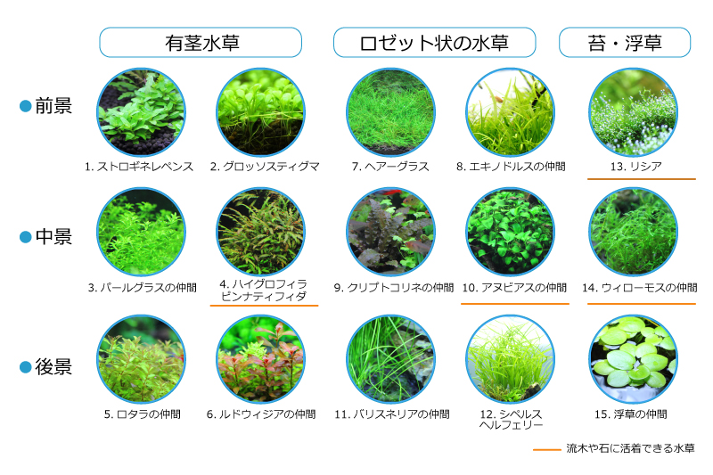 水草の種類と形状
