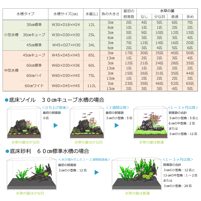 30㎝から60㎝水槽の熱帯魚の飼育できる数