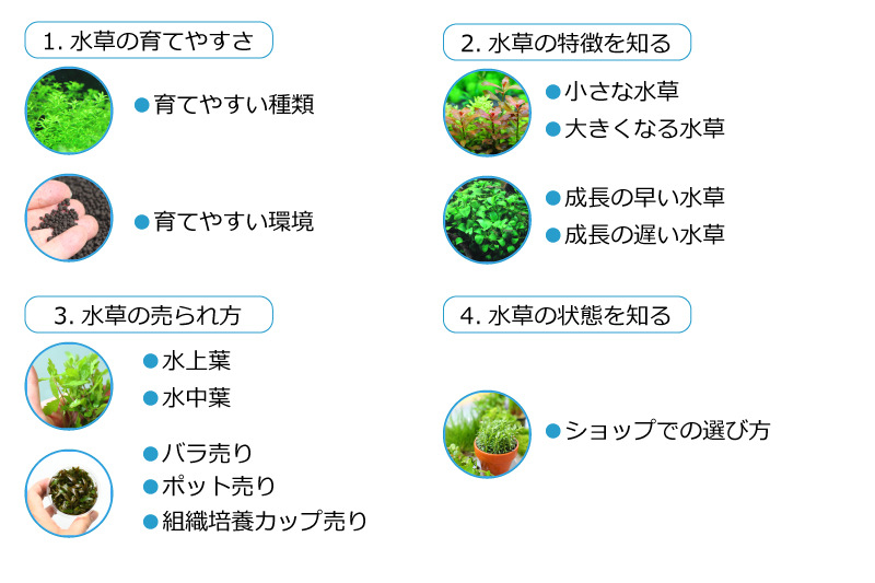 水草の選び方