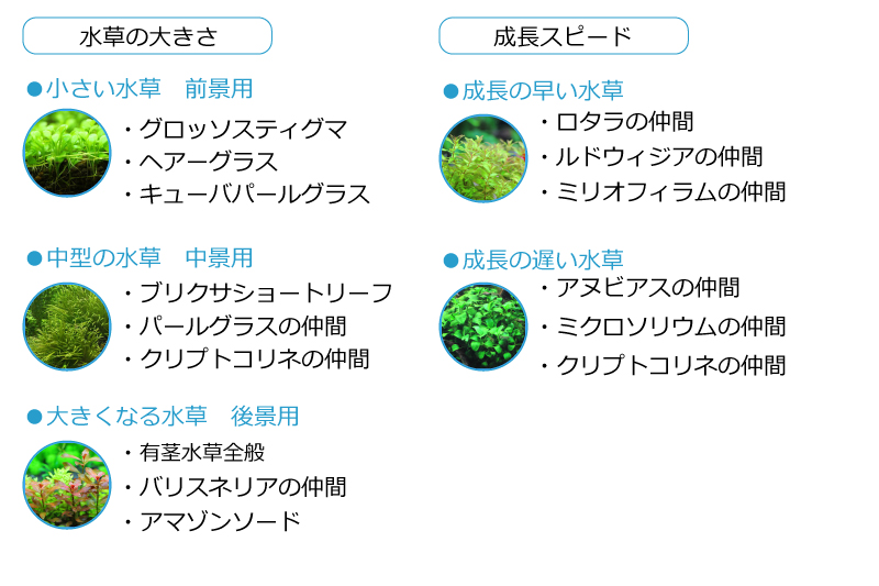 水草の特徴を知る