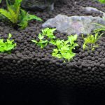 水槽立ち上げから3日目