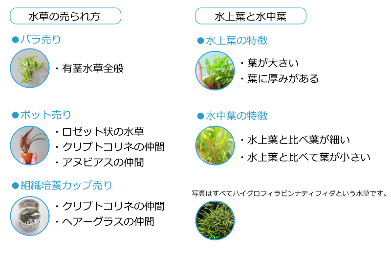 水草の売られ方
